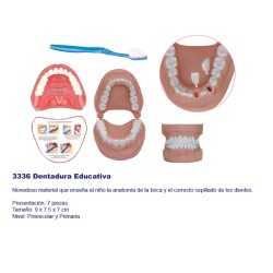 Dentadura Educativa 3336
Presentación: 7 pzas