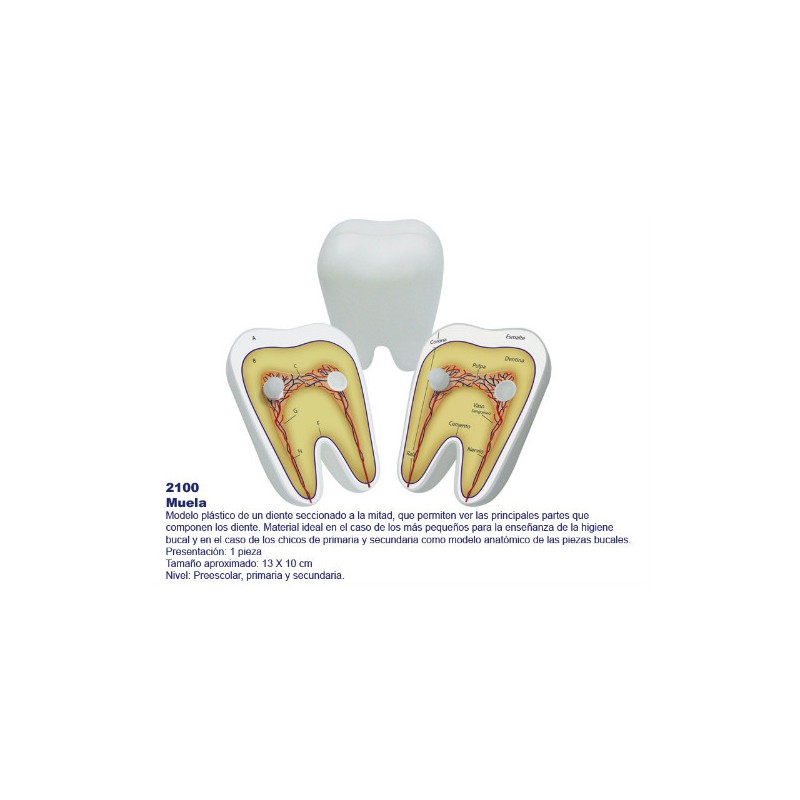 Muela 2100
Material que apoya las ciencias
